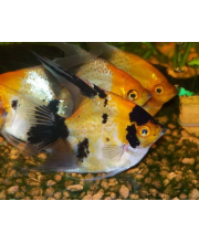 Скалярия кои (Pterophyllum scalare var.) Скалярия кои (Pterophyllum scalare var.)