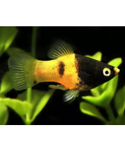 Пецилия Пчелка (Xiphophorus maculatus var.) Пецилия Пчелка (Xiphophorus maculatus var.)