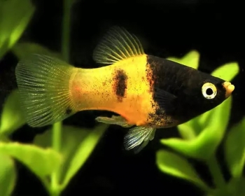 Пецилия Пчелка (Xiphophorus maculatus var.)