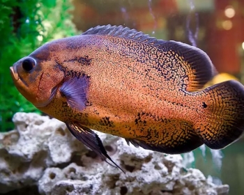 Астронотус красный (Astronotus ocellatus var.)