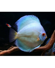 Дискус голубой алмаз (Symphysodon aequifasciatus var.)