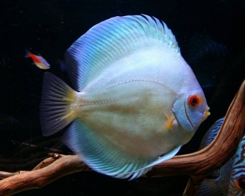 Дискус голубой алмаз (Symphysodon aequifasciatus var.)