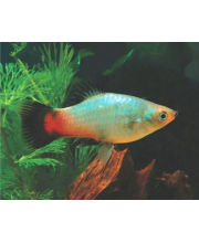 Пецилия Радуга (Xiphophorus maculatus var.) Пецилия Радуга (Xiphophorus maculatus var.)