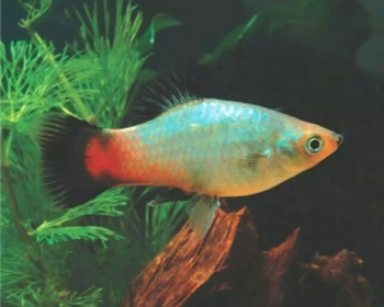 Пецилия Радуга (Xiphophorus maculatus var.)