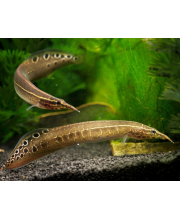 Макрогнатус сиамский (Macrognathus siamensis) Макрогнатус сиамский (Macrognathus siamensis)