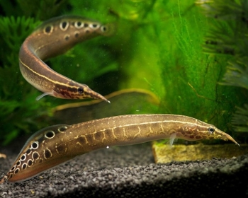 Макрогнатус сиамский (Macrognathus siamensis)