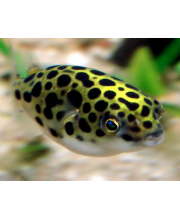 Тетраодон зеленый (Tetraodon nigroviridis) Тетраодон зеленый (Tetraodon nigroviridis)