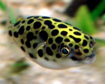Тетраодон зеленый (Tetraodon nigroviridis)
