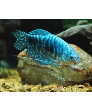 Гурами мраморный (Trichogaster trichopterus var.) Гурами мраморный (Trichogaster trichopterus var.)