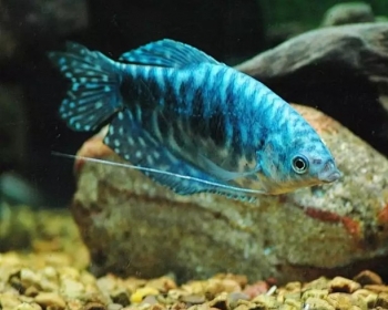 Гурами мраморный (Trichogaster trichopterus var.)