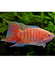 Макропод альбинос (Macropodus opercularis var.) Макропод альбинос (Macropodus opercularis var.)