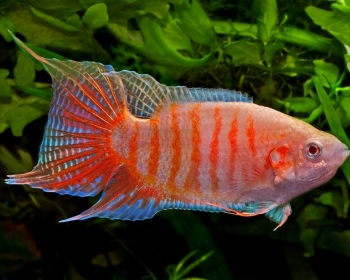 Макропод альбинос (Macropodus opercularis var.)