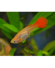 Гуппи Красный блондин самки (Poecilia reticulata var.)