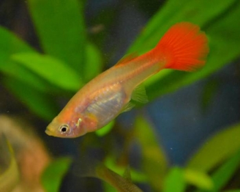 Гуппи Красный блондин самки (Poecilia reticulata var.)