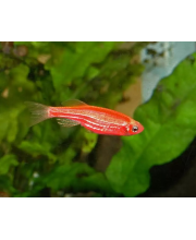 Данио розовый (Danio rerio var. Данио розовый (Danio rerio var.