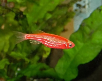 Данио розовый (Danio rerio var. 