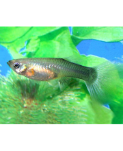Гуппи Туркис синий хвост самки (Poecilia reticulata var.)