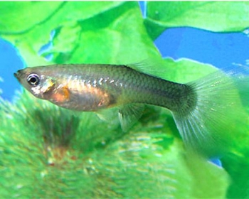 Гуппи Туркис синий хвост самки (Poecilia reticulata var.)