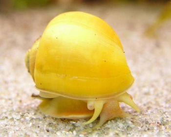 Улитка Ампулярия (Ampullaria cuprina)