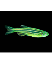 Данио зеленый арбуз (Danio rerio var. Данио зеленый арбуз (Danio rerio var.