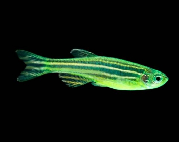 Данио зеленый арбуз (Danio rerio var. 