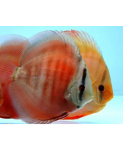 Дискус красный ковер (Symphysodon aequifasciatus var.)