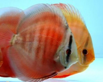 Дискус красный ковер (Symphysodon aequifasciatus var.)