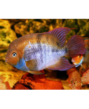 Цихлазома Сэджика (Cichlasoma sajica) Цихлазома Сэджика (Cichlasoma sajica)