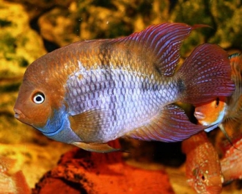 Цихлазома Сэджика (Cichlasoma sajica)