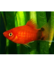 Пецилия Микки-Маус красный (Xiphophorus maculatus var.)