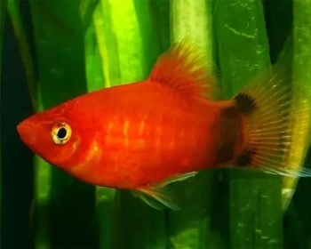 Пецилия Микки-Маус красный (Xiphophorus maculatus var.)