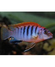 Лабидохромис Хонги Кимпума Ред (Labidochromis Hongi) Лабидохромис Хонги Кимпума Ред (Labidochromis Hongi)