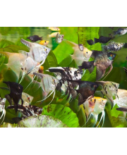 Скалярия ассорти (Pterophyllum scalare var.) Скалярия ассорти (Pterophyllum scalare var.)
