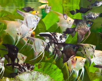 Скалярия ассорти (Pterophyllum scalare var.)