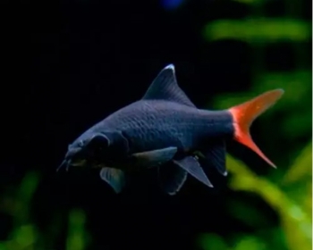Лабео биколор (Labeo bicolor)
