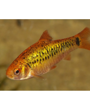 Барбус Шуберта (Barbus semifasciolatus Барбус Шуберта (Barbus semifasciolatus