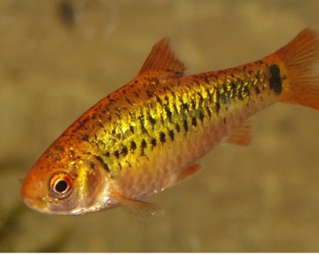 Барбус Шуберта (Barbus semifasciolatus 