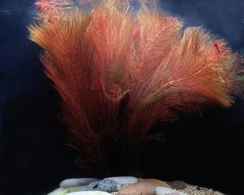 Перистолистник красный (Myriophyllum matogrossense)