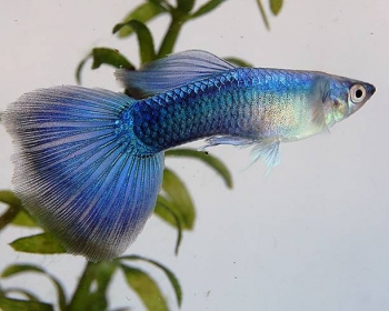 Гуппи Зеленый неон самцы (Poecilia reticulata var.)