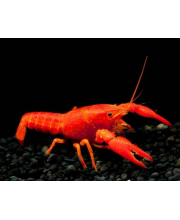 Рак флоридский оранжевый (Procambarus clarkii) Рак флоридский оранжевый (Procambarus clarkii)