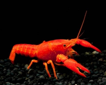 Рак флоридский оранжевый (Procambarus clarkii)
