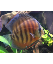 Дискус аленкер красный (Symphysodon aequifasciatus var.)