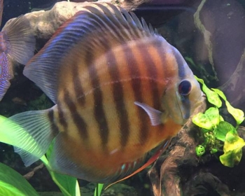 Дискус аленкер красный (Symphysodon aequifasciatus var.)