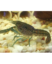 Рак мраморный (Orconectes palmeri) Рак мраморный (Orconectes palmeri)