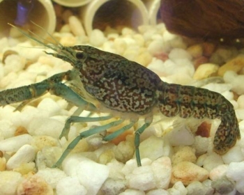Рак мраморный (Orconectes palmeri)