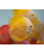 Дискус миллениум золотой (Symphysodon aequifasciatus var.)