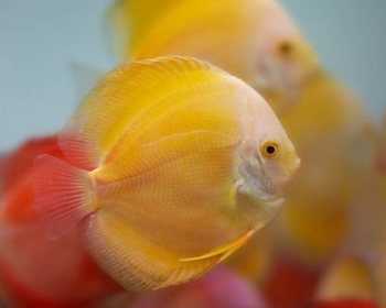 Дискус миллениум золотой (Symphysodon aequifasciatus var.)