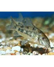 Коридорас крапчатый (Corydoras paleatus) Коридорас крапчатый (Corydoras paleatus)