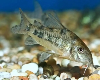 Коридорас крапчатый (Corydoras paleatus)