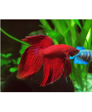 Петушок вуалехвостый (Betta Splendens var.) Петушок вуалехвостый (Betta Splendens var.)